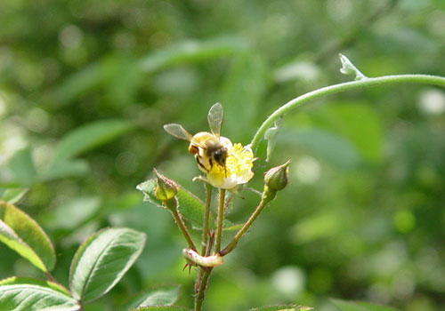 bee