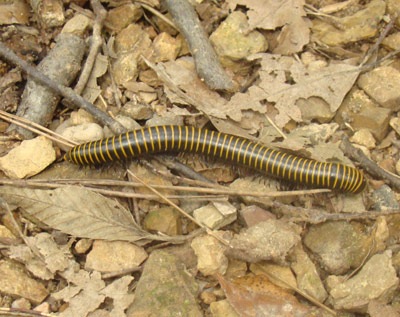 Millipede