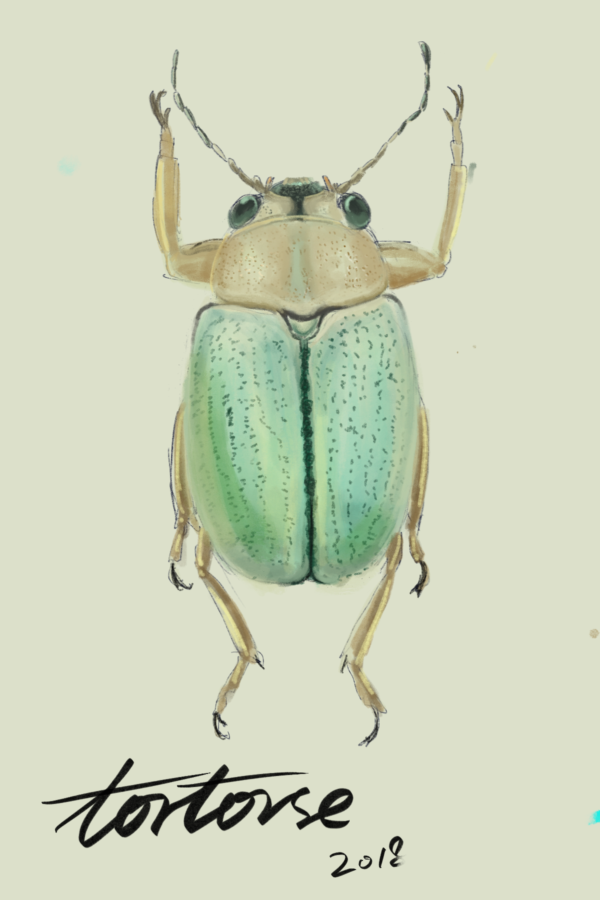 chrysomelidae