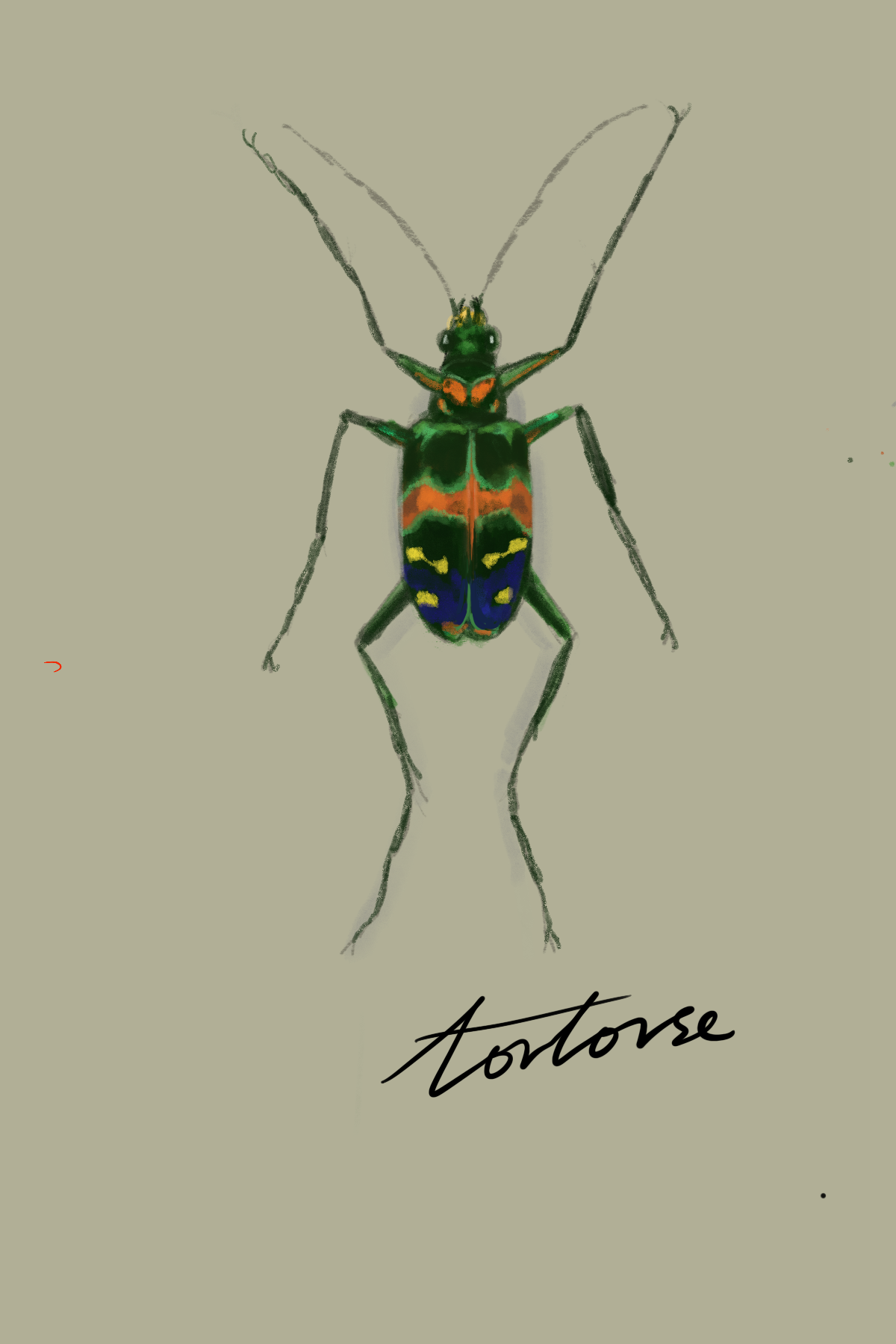 cicindela